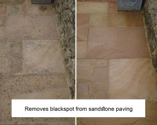 LTP Black Spot & Algae Remover